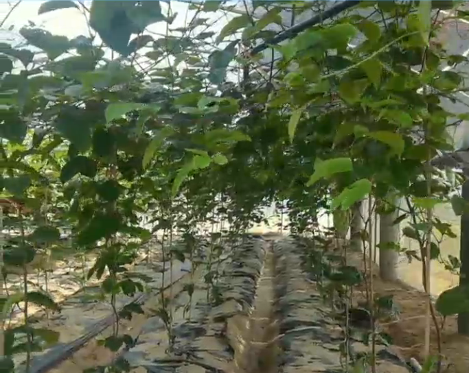 1732149509134025444.jpg 1732150597836.jpg